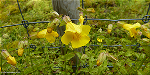 Mimulus sp.