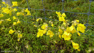 Mimulus sp.