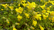 Mimulus sp.