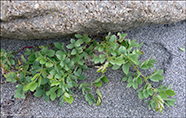 Lathyrus japonicus subsp. maritimus