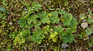 Føroyaskøra / Alchemilla faeroënsis var. pumila (Rostr.) Simmons 