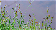 Ósasev / Juncus alpinoarticulatus subsp. nodulosus