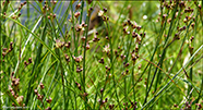 Ósasev / Juncus alpinoarticulatus subsp. nodulosus