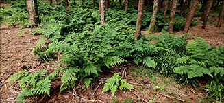 Stórur kalskampur / Dryopteris dilatata L. (Hoffm.) A. Gray 