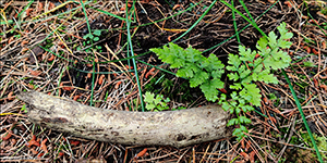 Fínur klettakampur / Cystopteris fragilis L. Bernh.