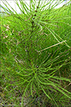 Bjlgabjlluvsa / Equisetum sylvaticum