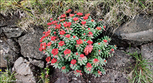 Rsuhjlpirt / Rhodiola rosea L.