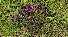 Trllabtsmanshattur / Prunella vulgaris L. Trshavn 09.08.2020