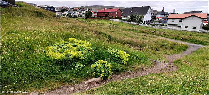 Garðaskøra / Alchemilla mollis (Buser) Rothm.