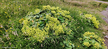 Garaskra / Alchemilla mollis