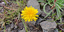 Vanlig heysthagasólja / (Syn. Leontodon autumnalis L.) Scorzoneroides autumnalis (L.) Moench