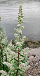 DK Grbynke Artemisia vulgaris var. vulgaris