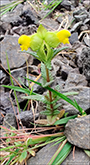 Grnlandsbjalla / Rhinanthus groenlandicus (Ostenf.) Chab)