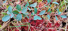 Heiablber / Vaccinium uliginosum L.