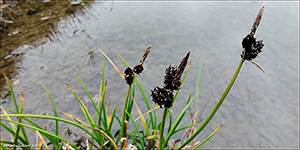 Ravnastr / Carex saxatilis