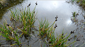 Ravnastr / Carex saxatilis