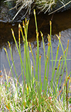 Tvuskvagras / Scirpus cespitosus L. (Trichophorum cespitosum (L.) Hartman)