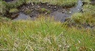 Tvuskvagras / Scirpus cespitosus L. (Trichophorum cespitosum (L.) Hartman)