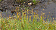 Tvuskvagras / Scirpus cespitosus L. (Trichophorum cespitosum (L.) Hartman)