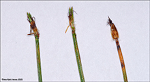 Tvuskvagras / Scirpus cespitosus L. (Trichophorum cespitosum (L.) Hartman)