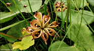 Mrislja / Caltha palustris L.