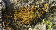 Epilobium komarovianum s.l