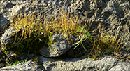 Epilobium komarovianum s.l