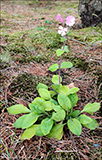 Reydlig bjargablóma / Silene dioica.