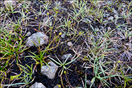 Dvørgastør / Carex oederi subsp. oederi (syn. Carex viridu)