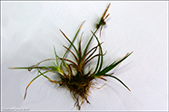 Carex oederi subsp. oederi (syn. Carex viridu)