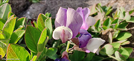 Lathyrus japonicus subsp. maritimus