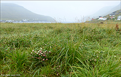 Skotasmæra / Trifolium hybridum subsp hybridum L. 