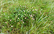 Skotasmæra / Trifolium hybridum subsp hybridum L. 