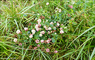 Skotasmæra / Trifolium hybridum subsp hybridum L. 