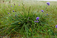 Tindastr / Carex echinata Murr. (Carex stellulata Good.)