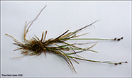 Tindastr / Carex echinata Murr. (Carex stellulata Good.)
