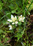 Stjrnusteinbrot / Saxifraga stellaris