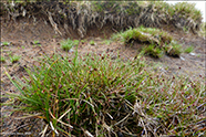 Tragna sev / Juncus triglumis L.