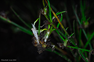 Tragna sev / Juncus triglumis L.