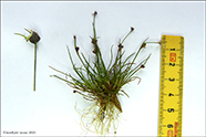 Tragna sev / Juncus triglumis L.