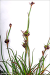 Tragna sev / Juncus triglumis L.