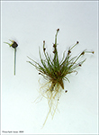 Tragna sev / Juncus triglumis L.