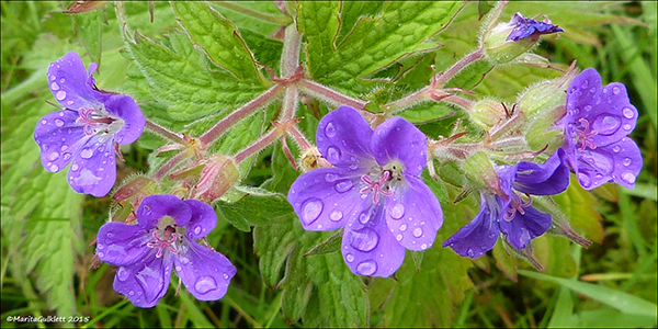 Litingarsortugras / Geranium sylvaticum