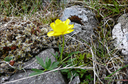 Svnaslja / Ranunculus acris