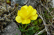 Svnaslja / Ranunculus acris