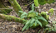 Stur kumlakampur / Polypodium vulgare L.