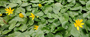 Kirkjubøsólja / Ranunculus ficaria