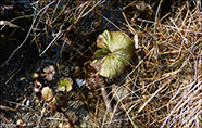 Petasites japonicas