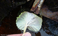 Petasites japonicas