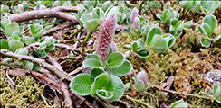 Gásadalspílur / Salix hybrid